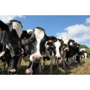 Молочні ферми